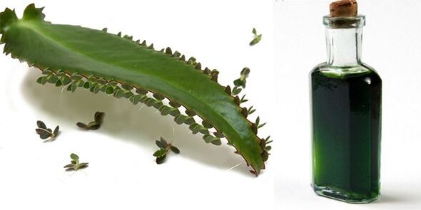 Kalanchoe-Extrakt – Exodermin-Zusammensetzung